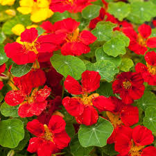 Scarlet Red Nasturtium Re-seeding Annual Flower Seeds for bright garden blooms