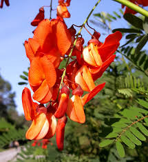 Sesbania Punicea Red Wisteria Seeds with Orange Blooms