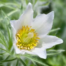 White Anemone Pulsatilla Seeds For Planting Flower