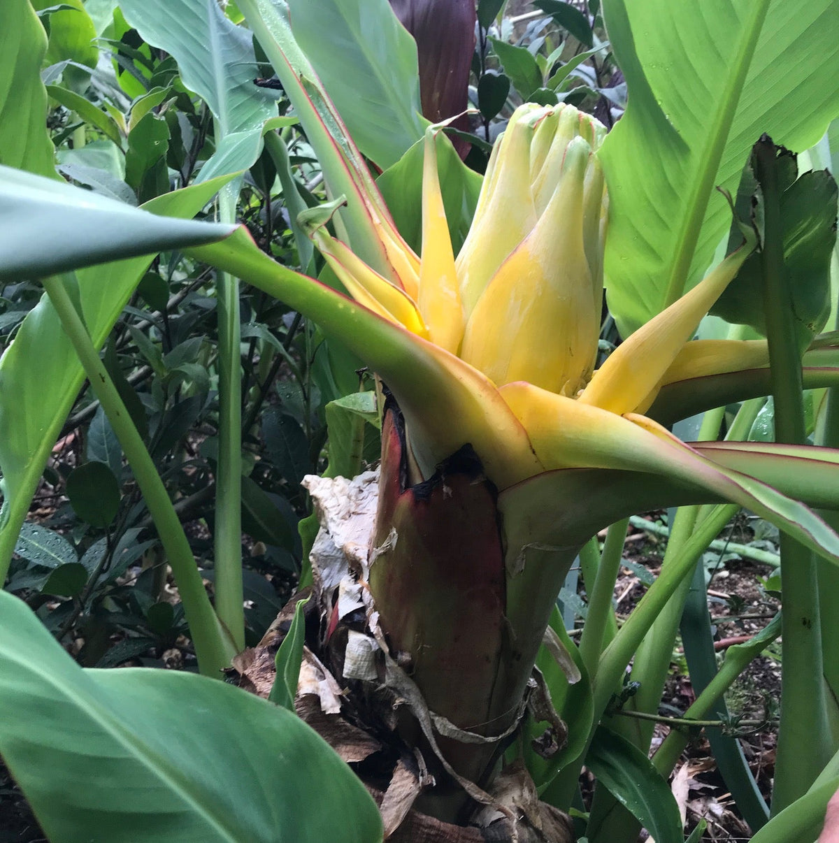 Heirloom (Heirloom Musella) seeds for planting in home garden