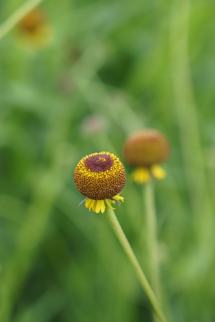 Helenium Herbst Lutscher seeds for vibrant blooms