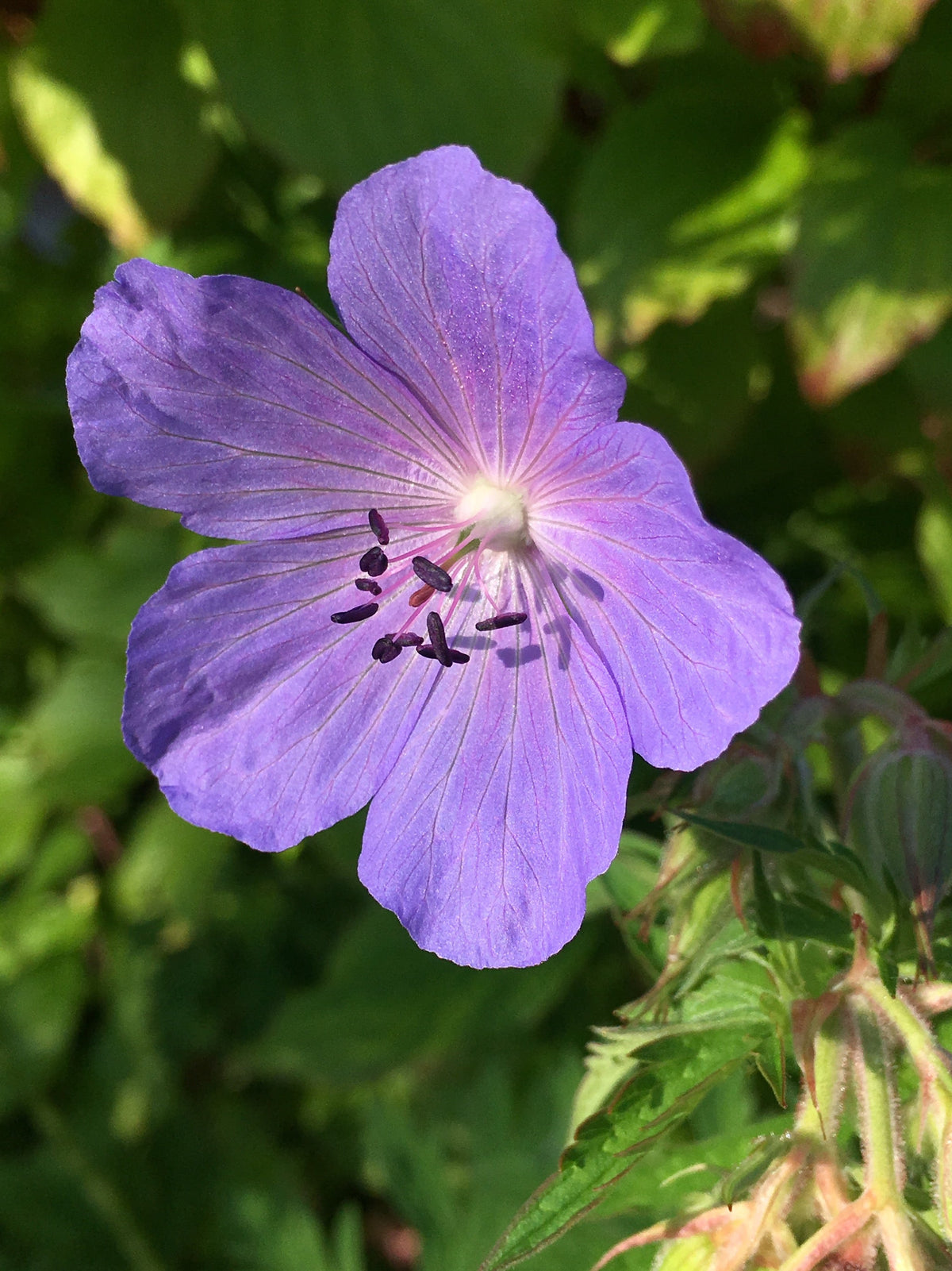 Geraniaceae Flower seeds for Planting Vibrant Colors Heirloom & GMO Free Seeds for Home Garden 
 
 Sale for planting in home garden