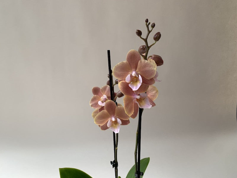 Cream Phalaenopsis Orchid Flower seeds for Planting - Long Bloom Season, Heirloom & GMO Free Seeds for Home Garden
 
 Sale seeds for home garden