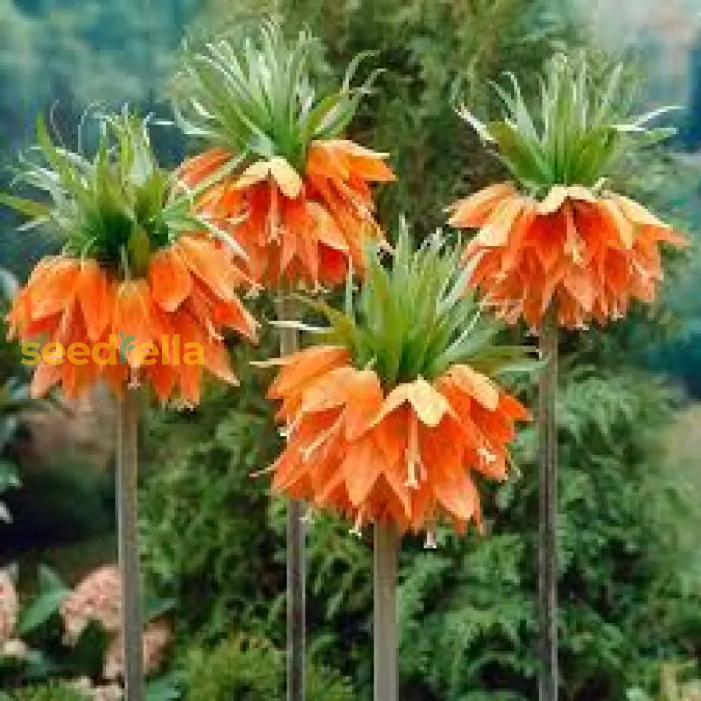 Imperial Crown Flower Seeds - Perfect For Planting