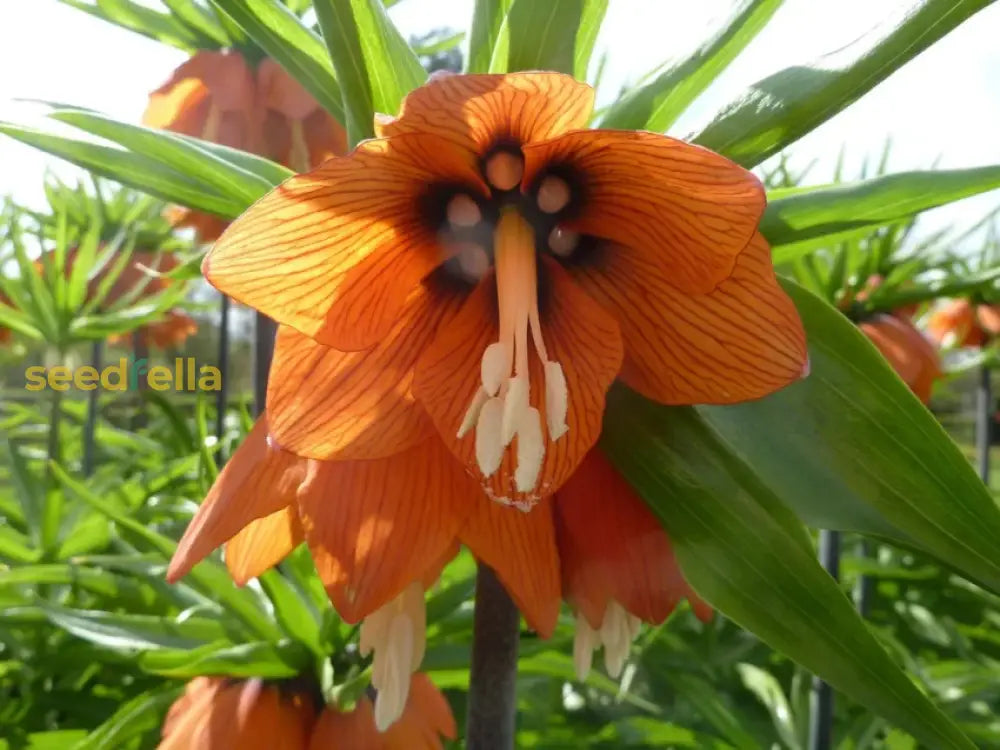 Imperial Crown Flower Seeds - Perfect For Planting