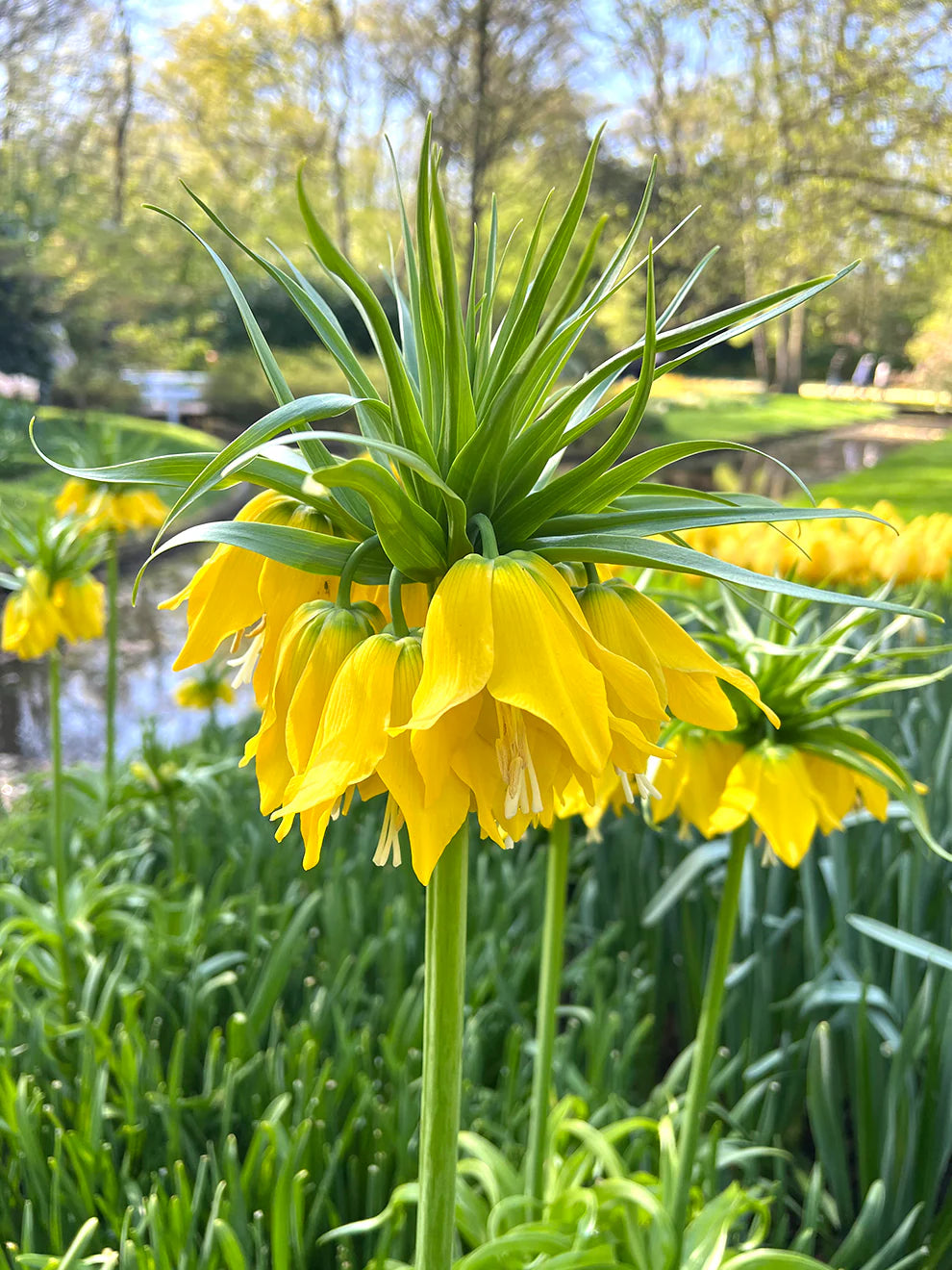 Yellow Imperial Crown flowers blooming in garden