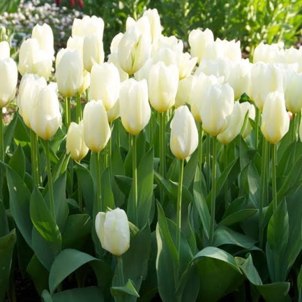 White (White Tulip) seeds for planting in home garden