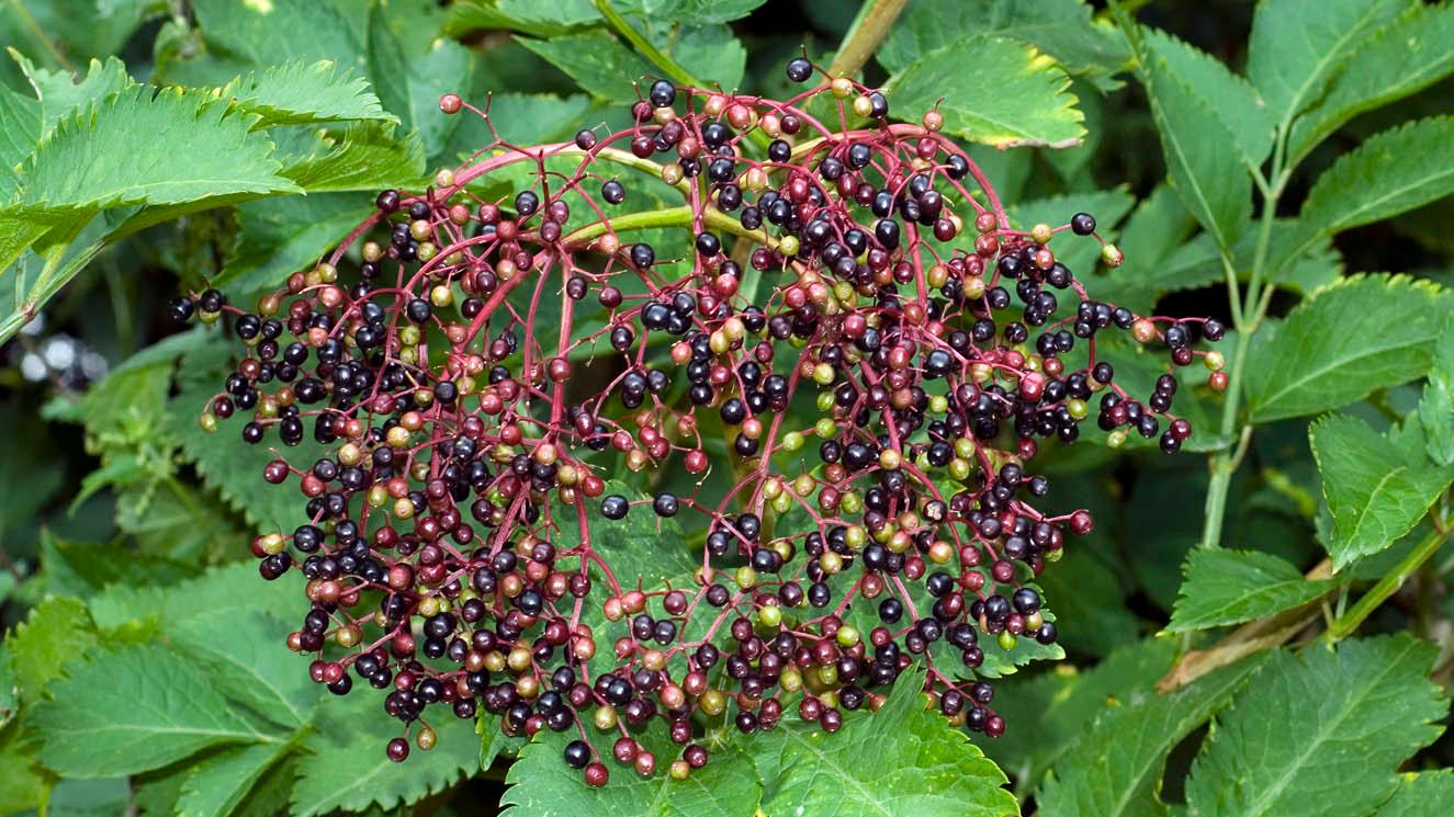 Improved cultivar mix elderberry seeds growing into healthy ornamental shrub