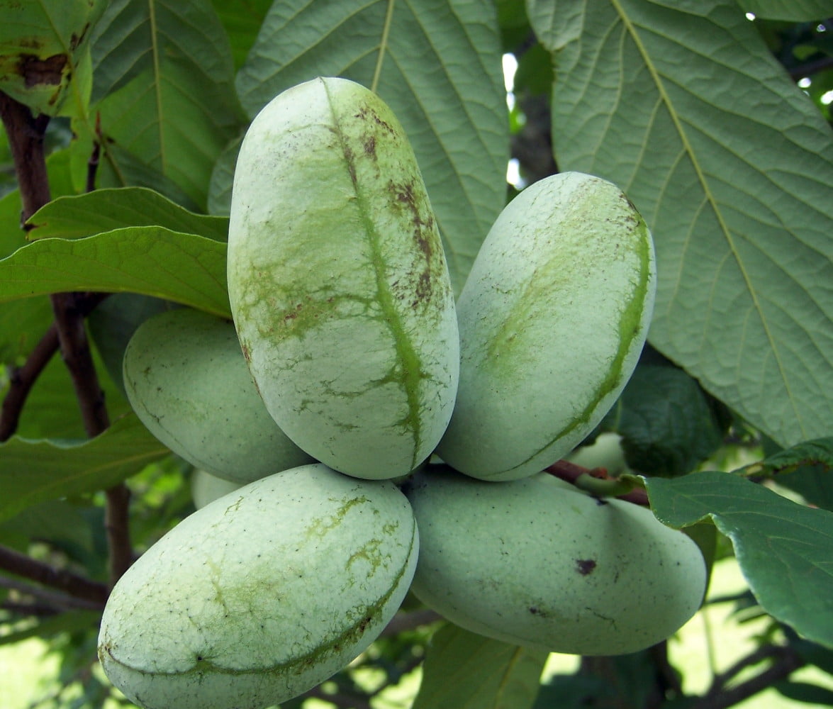 Improved pawpaw seeds showing purple-maroon flowers in spring