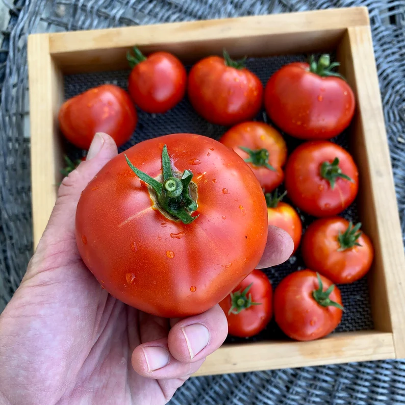 Indeterminate Tomato Tree seeds ideal for backyard gardens