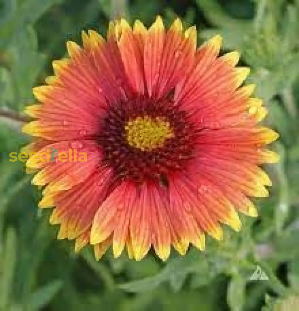 Indian Blanket Flower Seeds For Planting  Brighten Your Garden