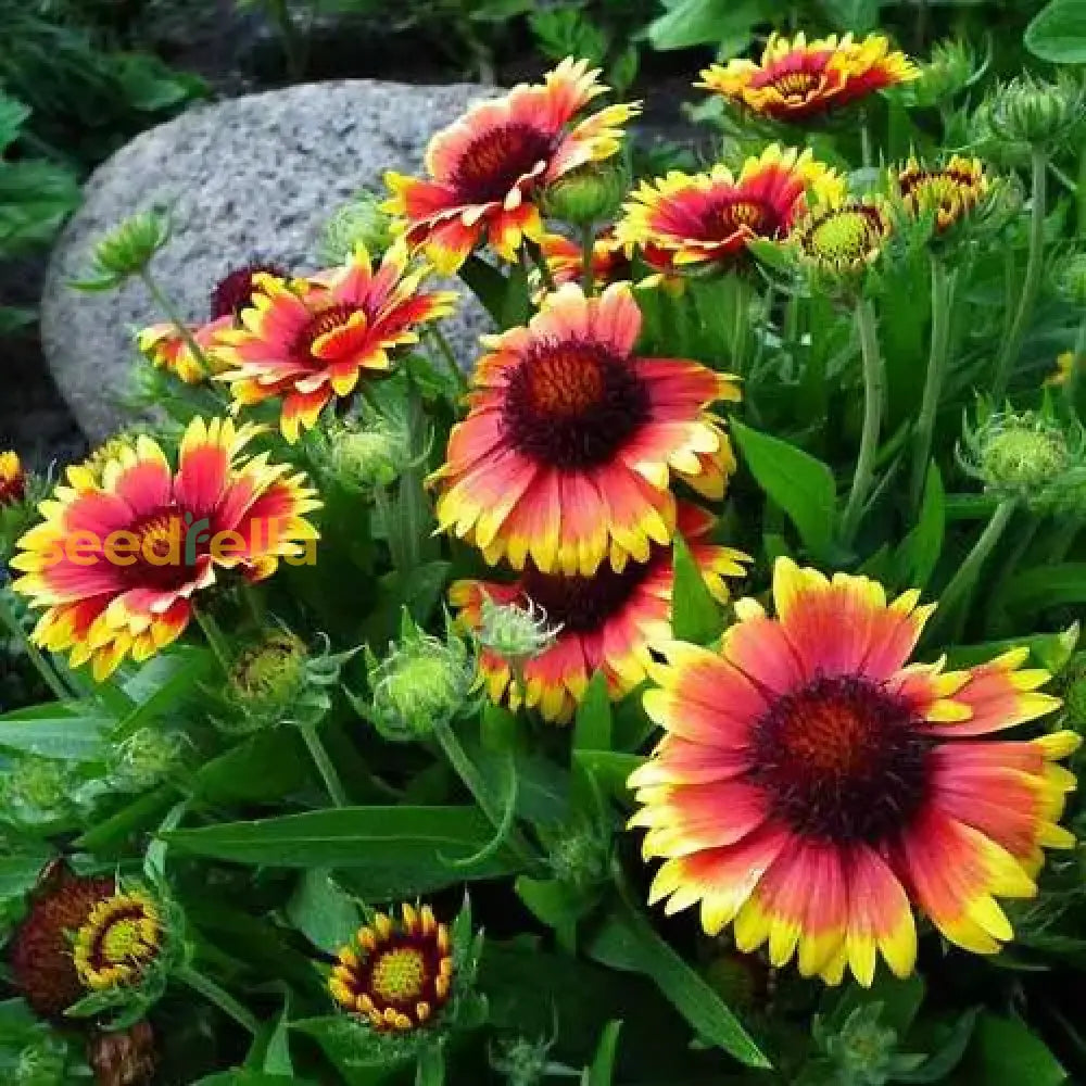 Indian Blanket Flower Seeds For Planting  Brighten Your Garden