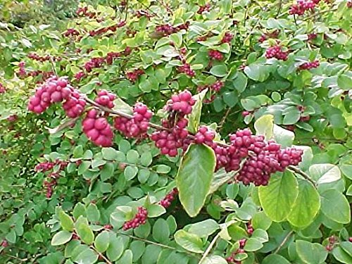 Indian Currant shrub with pink and white flowers