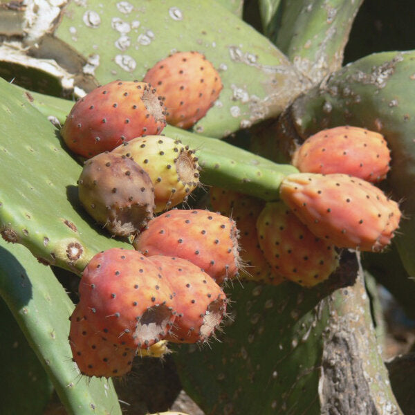 Indian Fig Seeds – Opuntia ficus-indica Orange Flowering Cactus