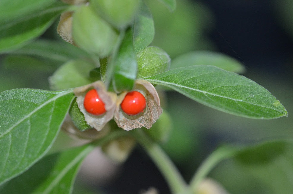 Indian Ginseng Ashwagandha Seedlings Growing from Soil