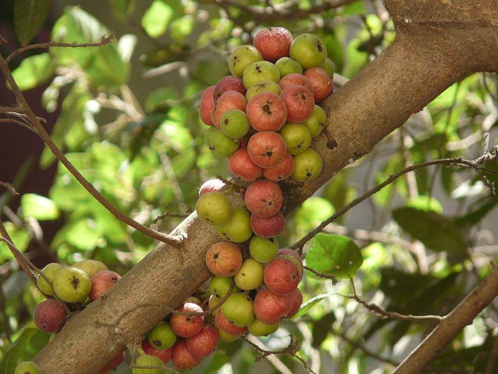 Indian Gular fig tree growing in indoor pot