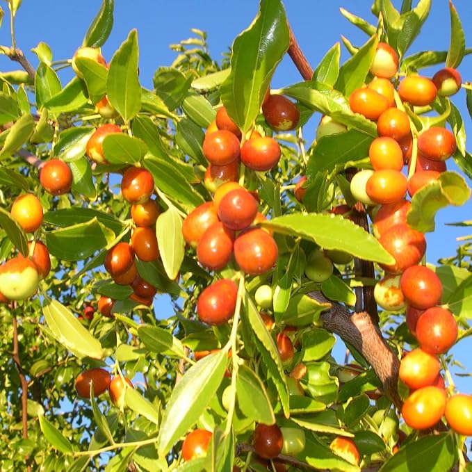 Ripe Indian Jujube fruits close-up