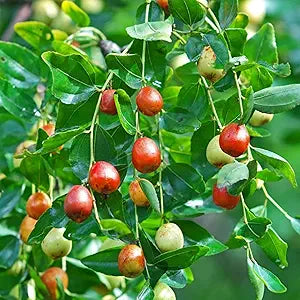 Indian Jujube seeds for planting