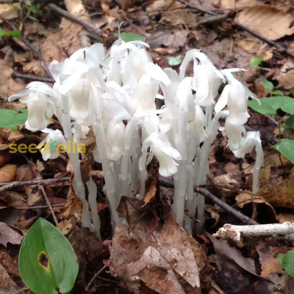 Indian pipe seeds Monotropa uniflora for planting