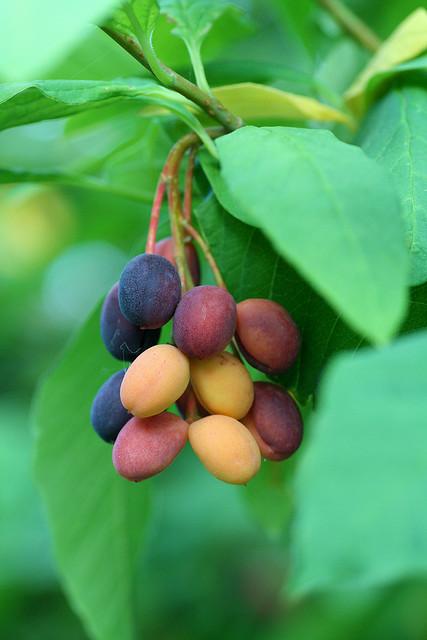 Indian Plum growing in woodland garden