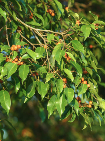 Indian Rubber Tree seeds Ficus benjamina glossy leaf houseplant