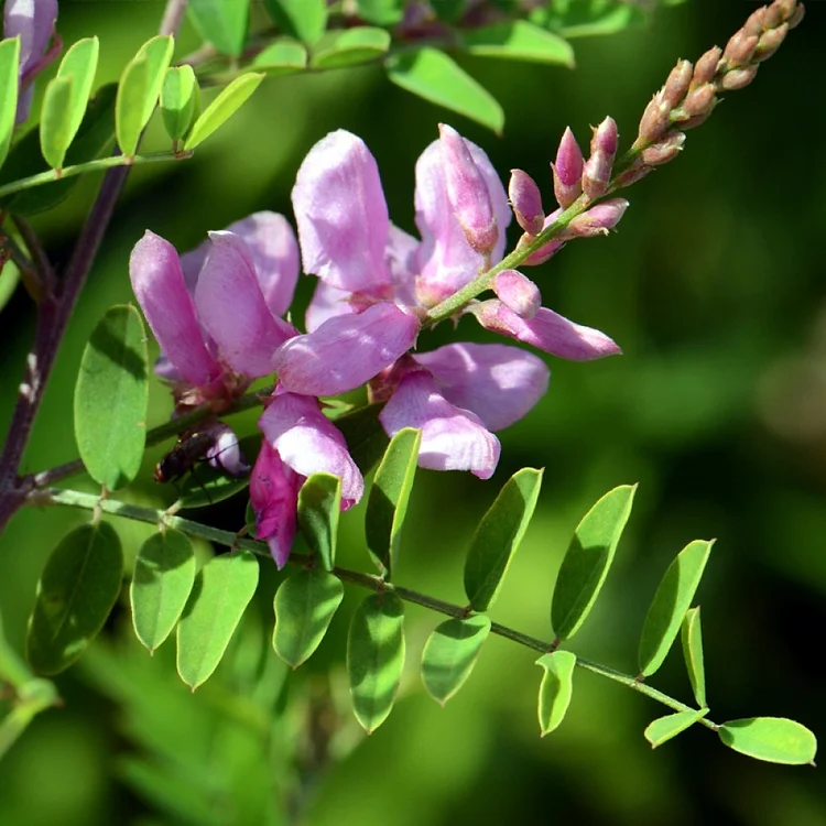 Indigo seeds Indigofera tinctoria ornamental shrub