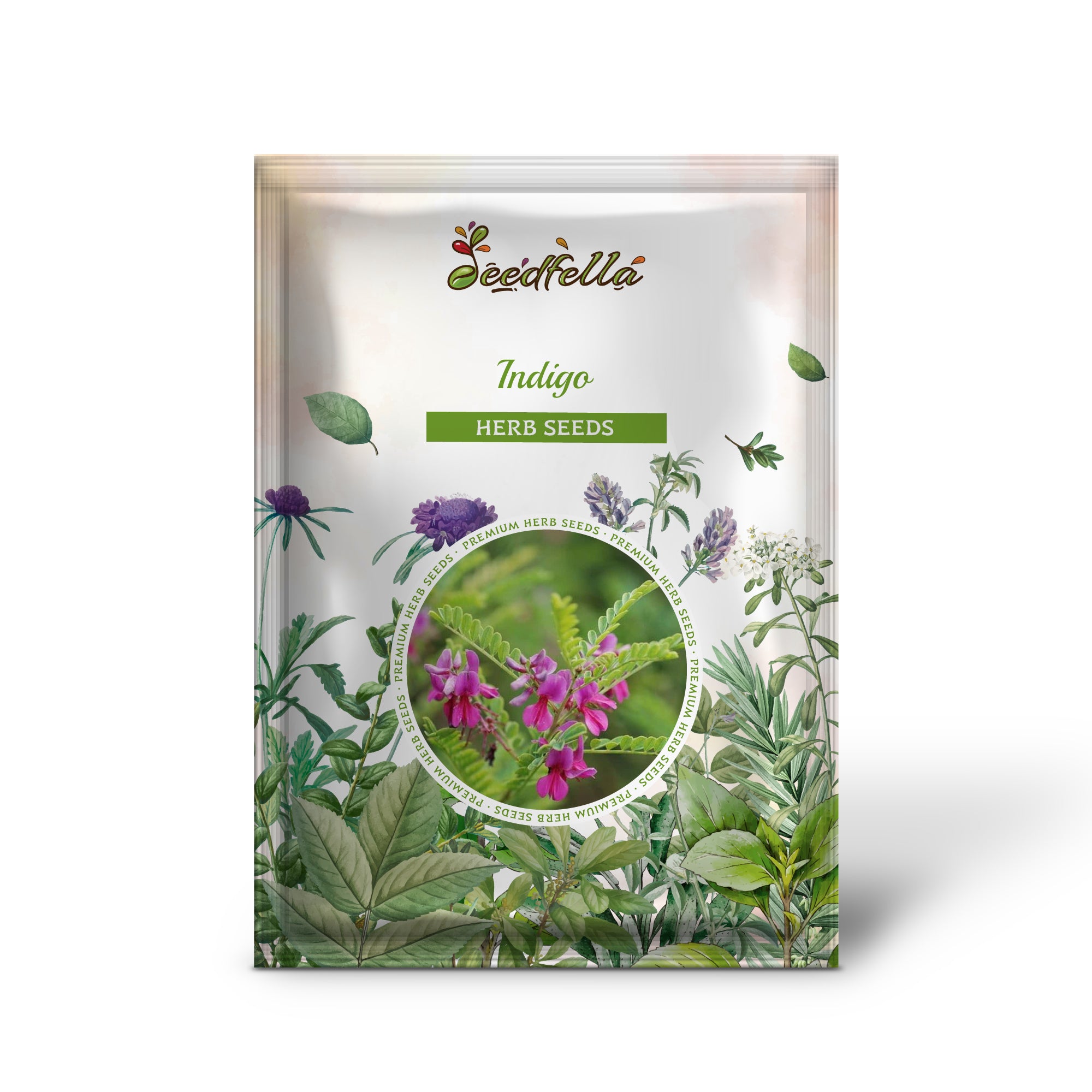 Indigofera tinctoria pink flowers grown from seeds