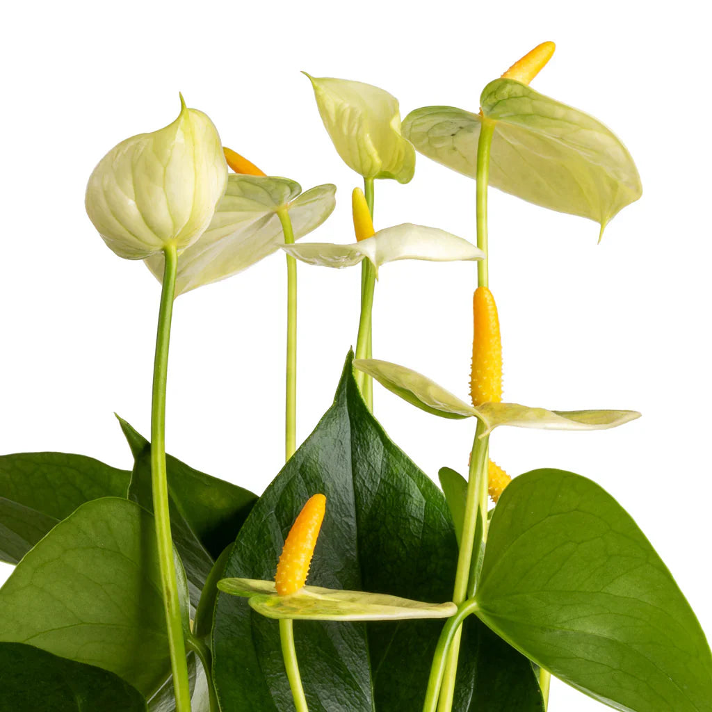 Elegant Indoor Anthurium Flower Display