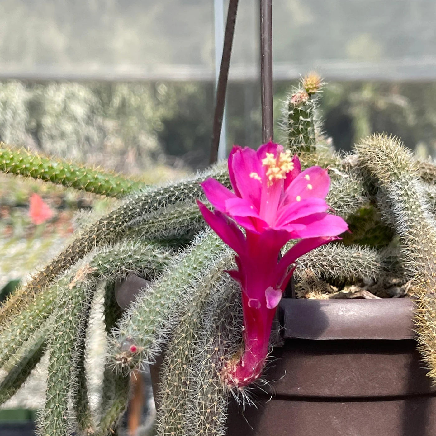 Indoor Aporocactus Flagelliformis Seeds