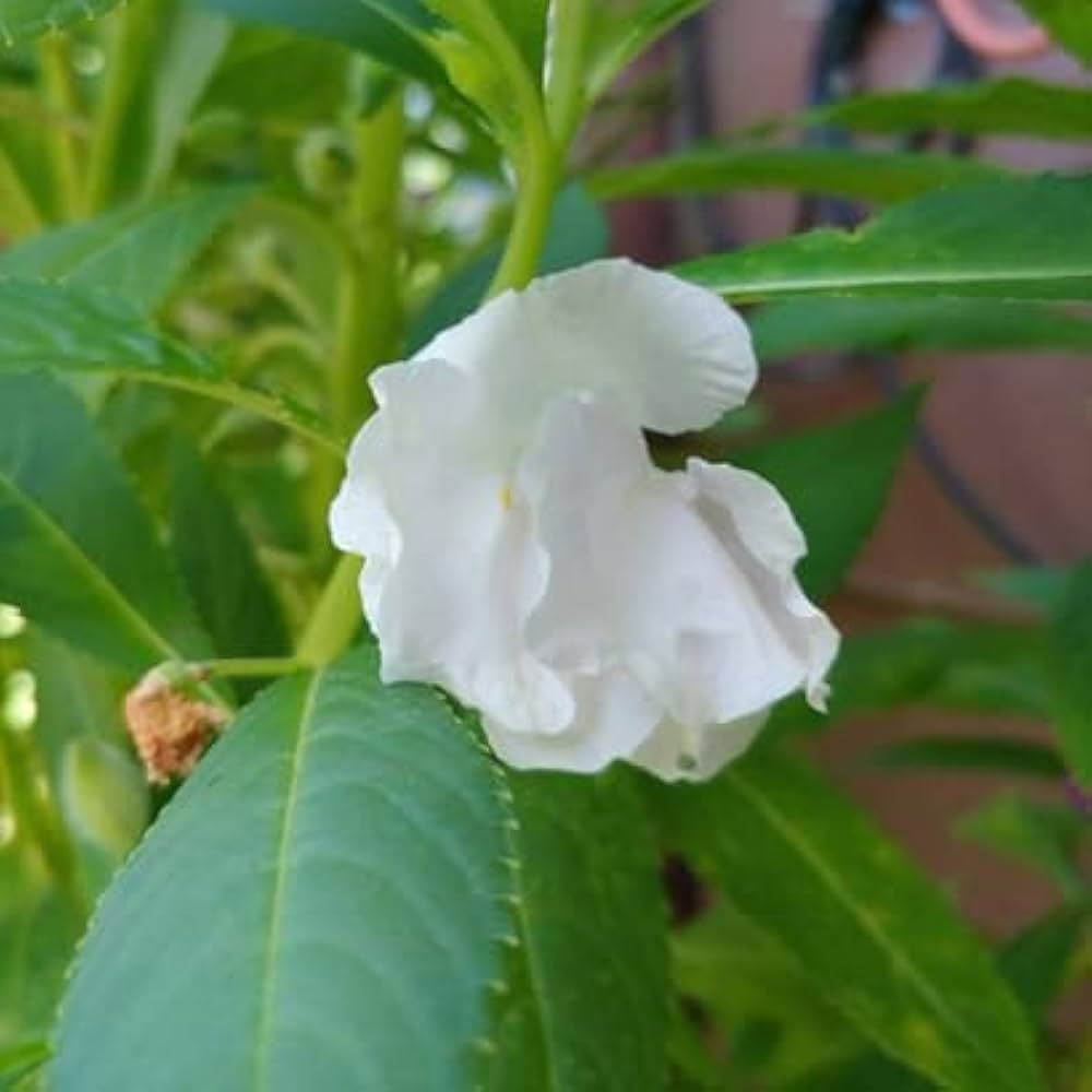 Indoor Balsam Flower Seeds