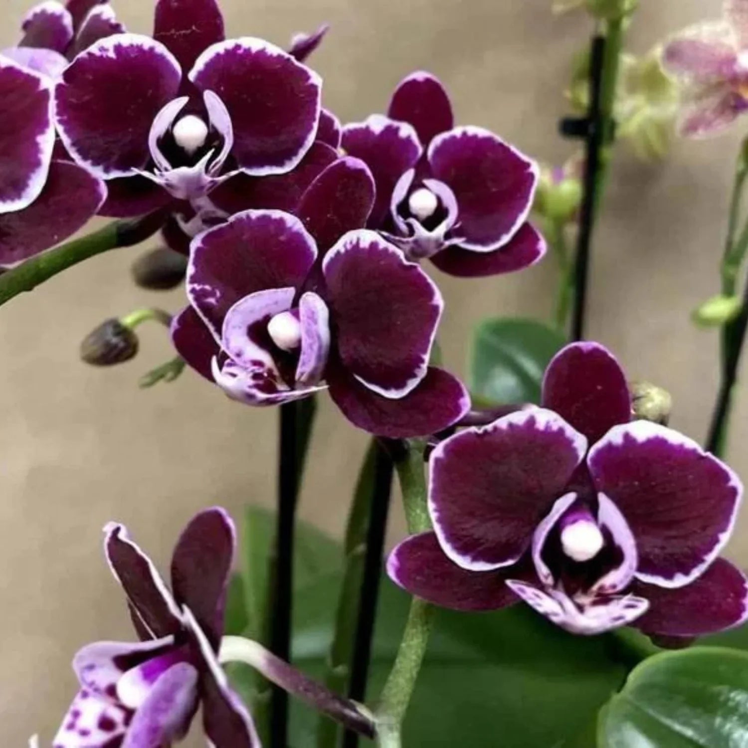 Indoor Black Phalaenopsis Orchid Blooms