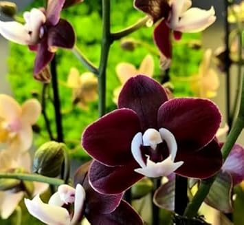 Indoor Display of Black & White Phalaenopsis Orchids