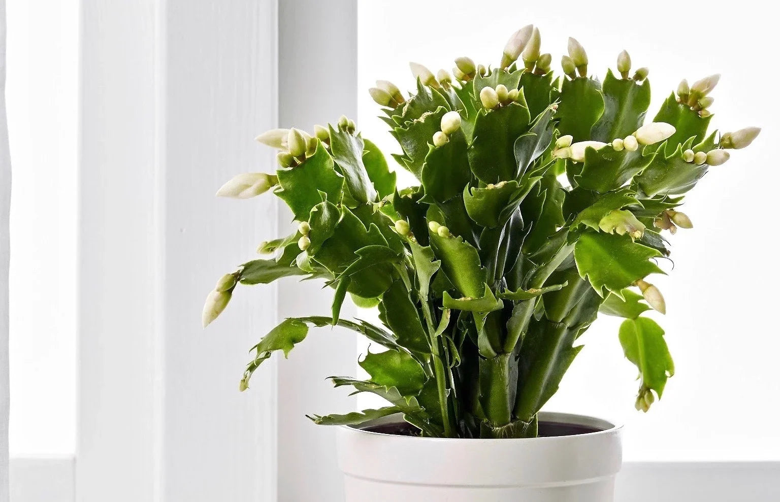 Indoor Schlumbergera cactus blooming with vibrant flowers