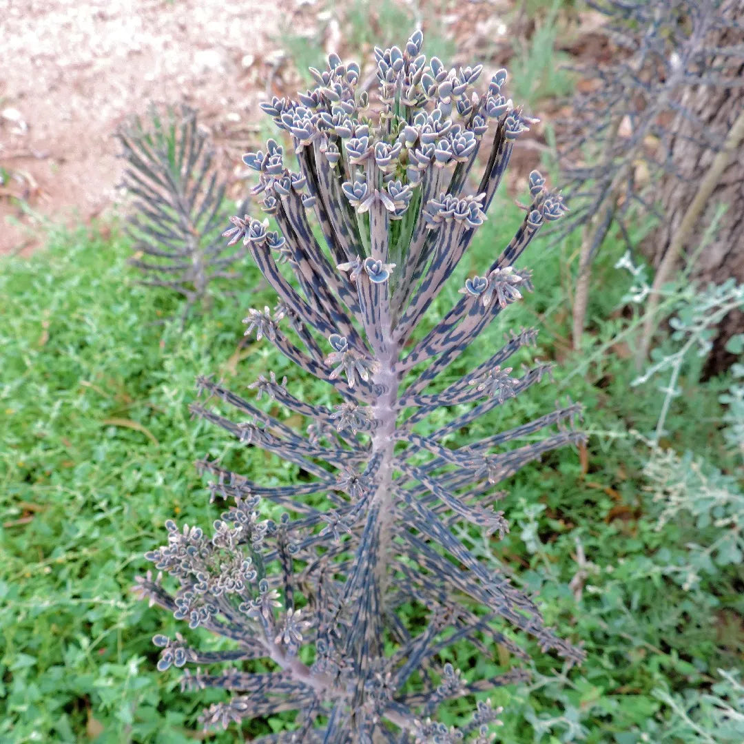 Indoor Blue Kalanchoe Seeds