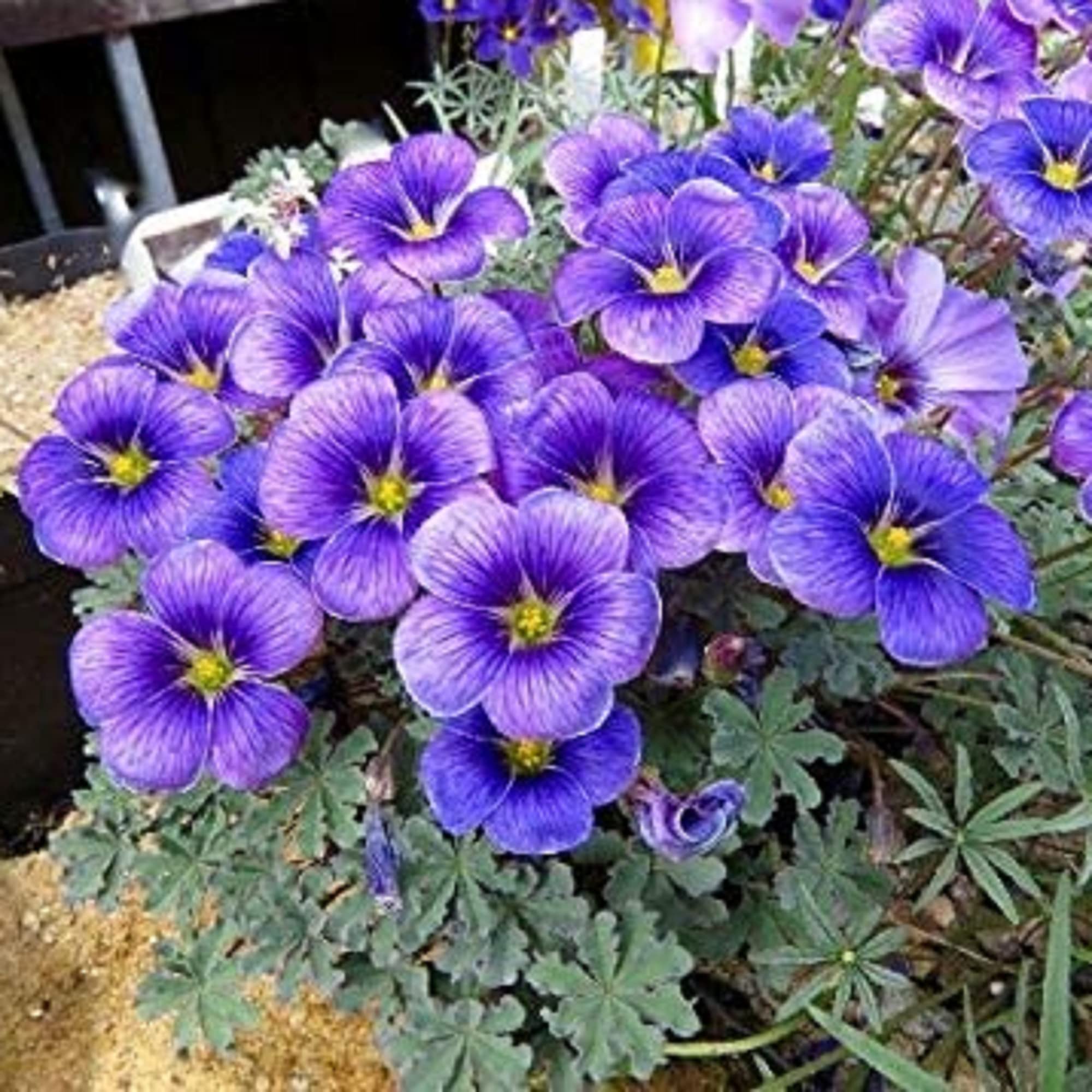 Indoor Blue Oxalis Laciniata Planter