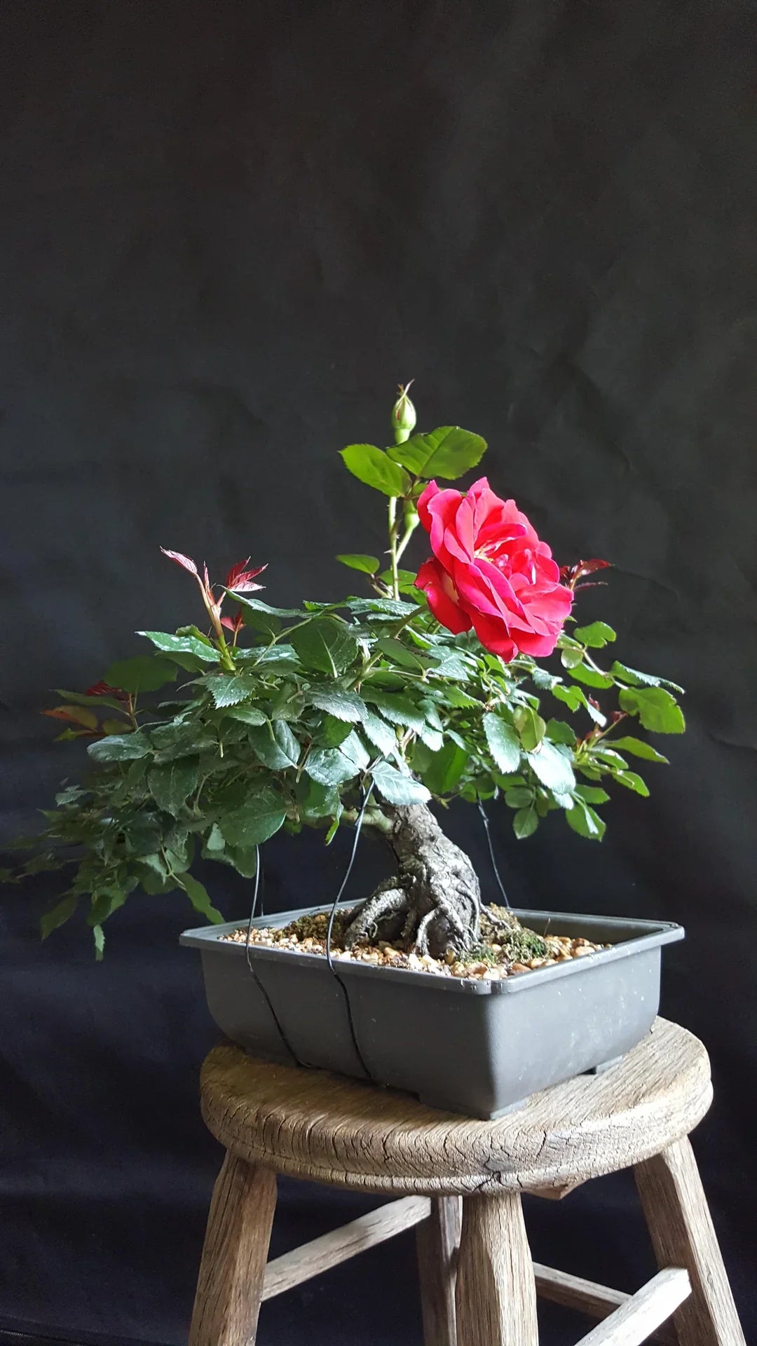 Indoor Display of Bonsai Rose Plants
