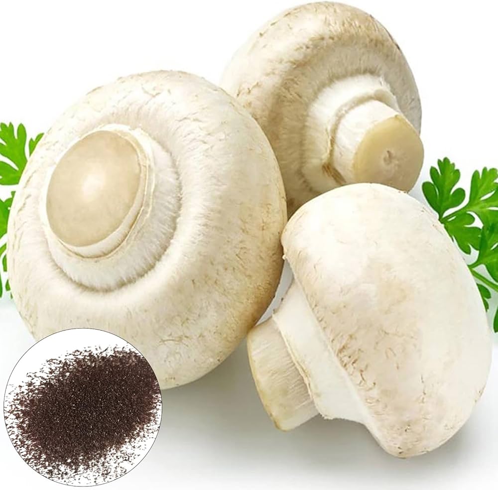 Indoor brown mushroom plants growing in substrate