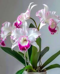 Cattleya Orchid Plants in Indoor Pots