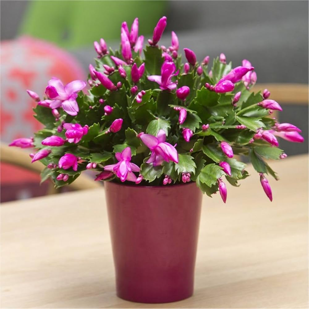 Easy Grow Schlumbergera Seeds