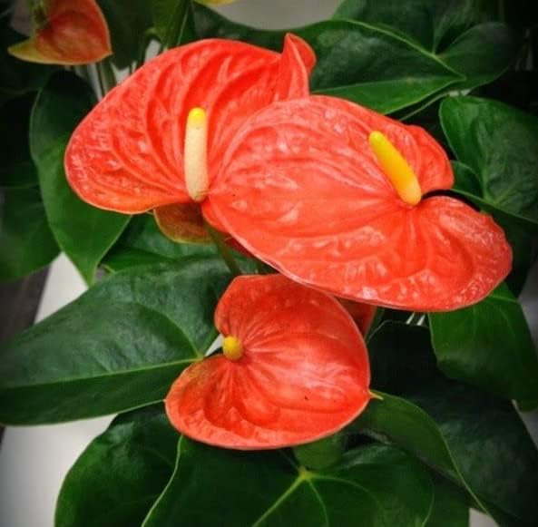 Dark Orange Anthurium in Indoor Pot
