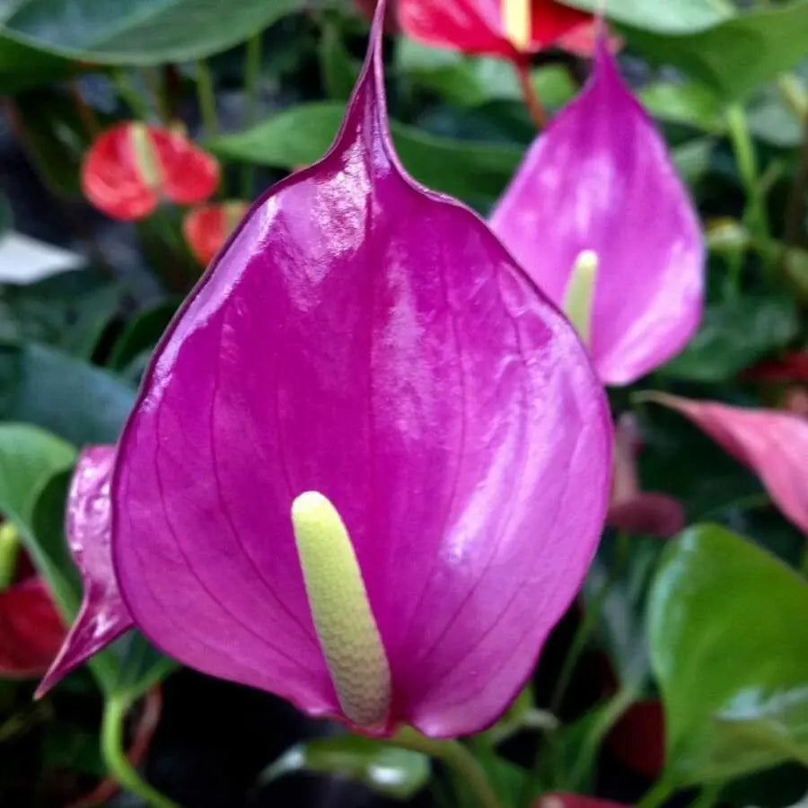 Exotic Anthurium Plants Indoors