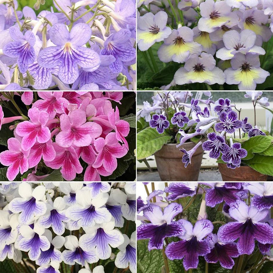 Indoor Garden Streptocarpus Seeds