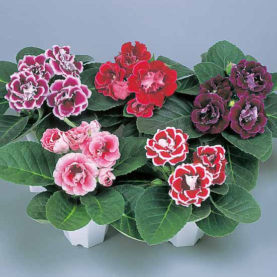 Gloxinia Flowers in Indoor Pots