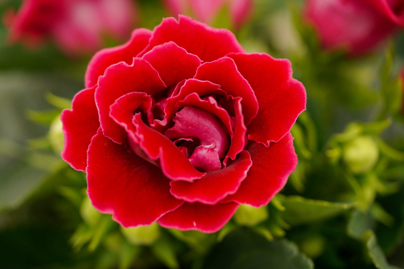 Indoor Gloxinia Flowering Plants with Bright Petals