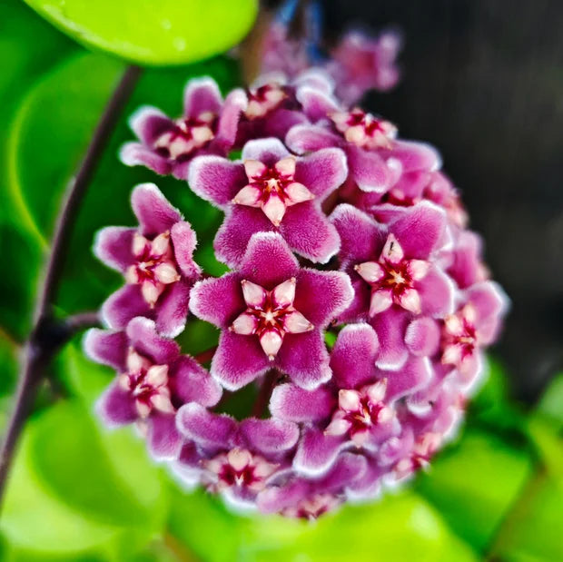Hoya Plants Growing Indoors in Pots