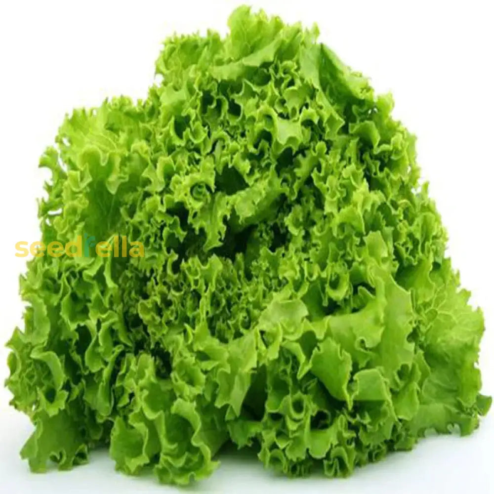 Indoor Lettuce Mix seeds growing guide