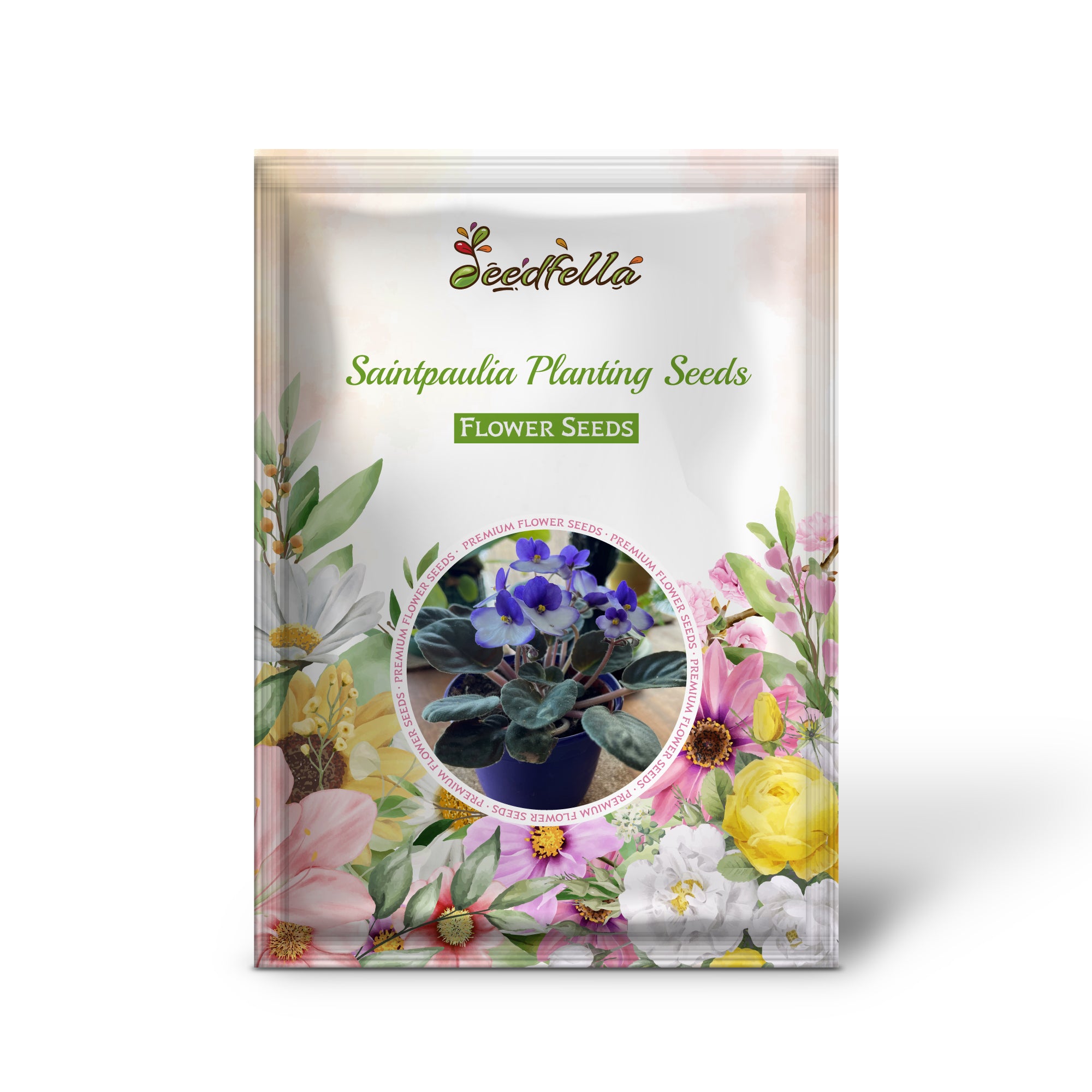 Indoor Saintpaulia Blooms in Pots