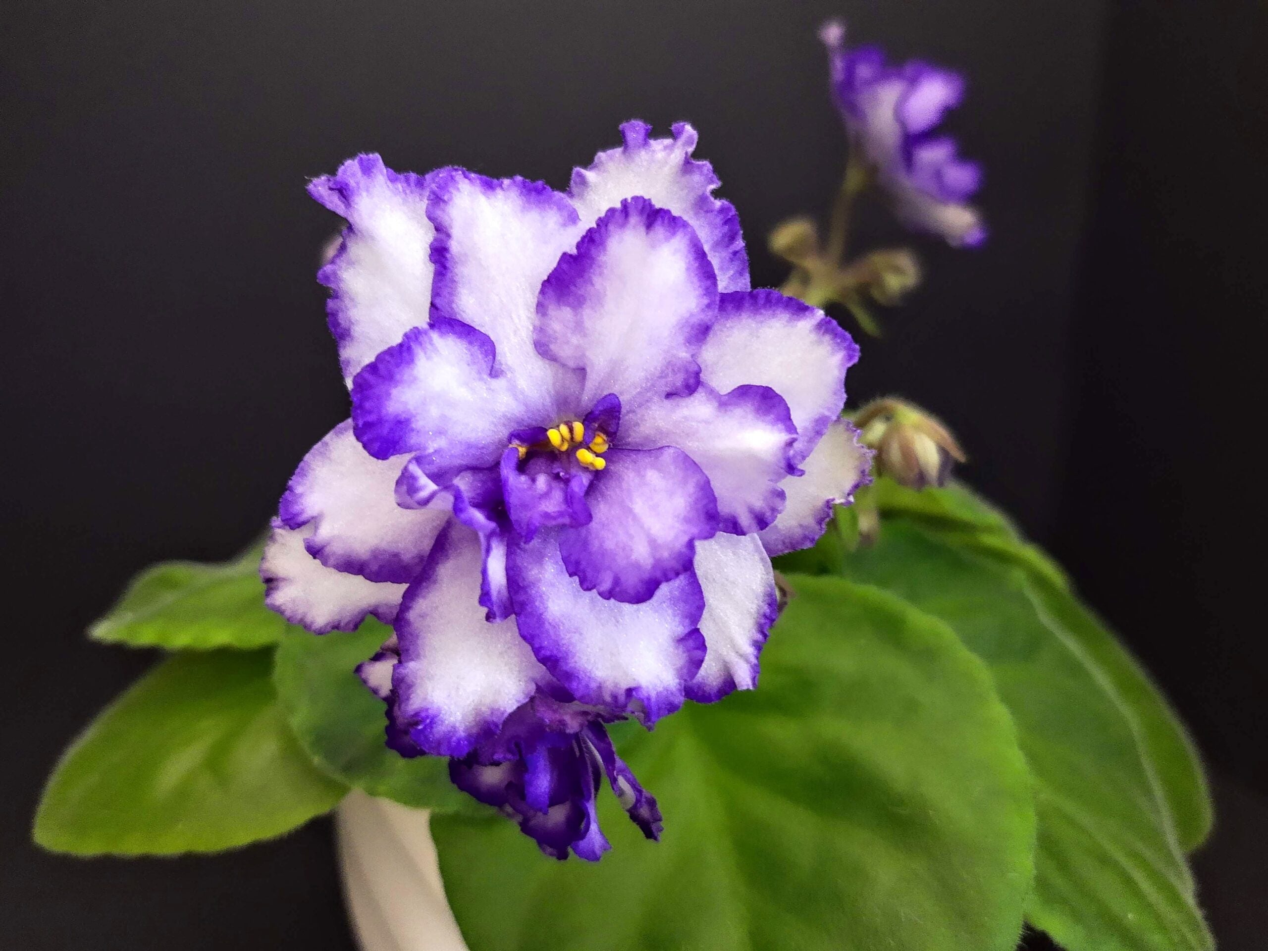 Indoor Saintpaulia Plant Growing from Seeds