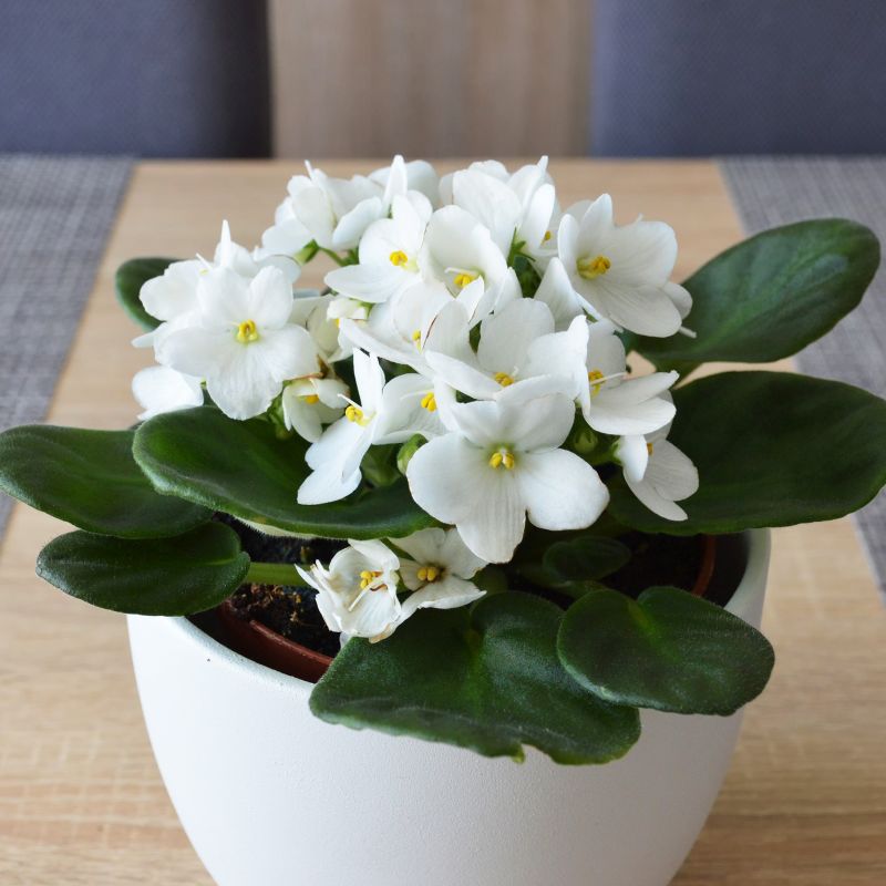 Indoor Saintpaulia White Flower Seeds