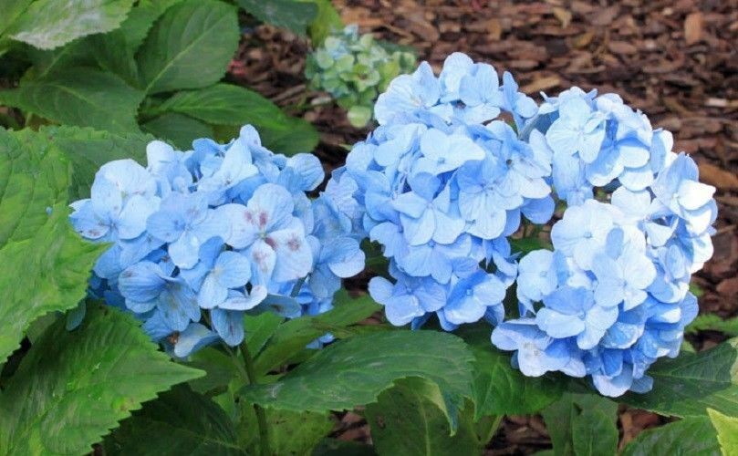 Indoor Sea Blue Hydrangea Seeds